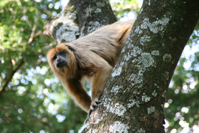 060 IMG_7230 An  inquisitive monkey behind the museum.jpg